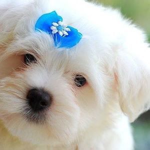 Meet your Posher, Jack